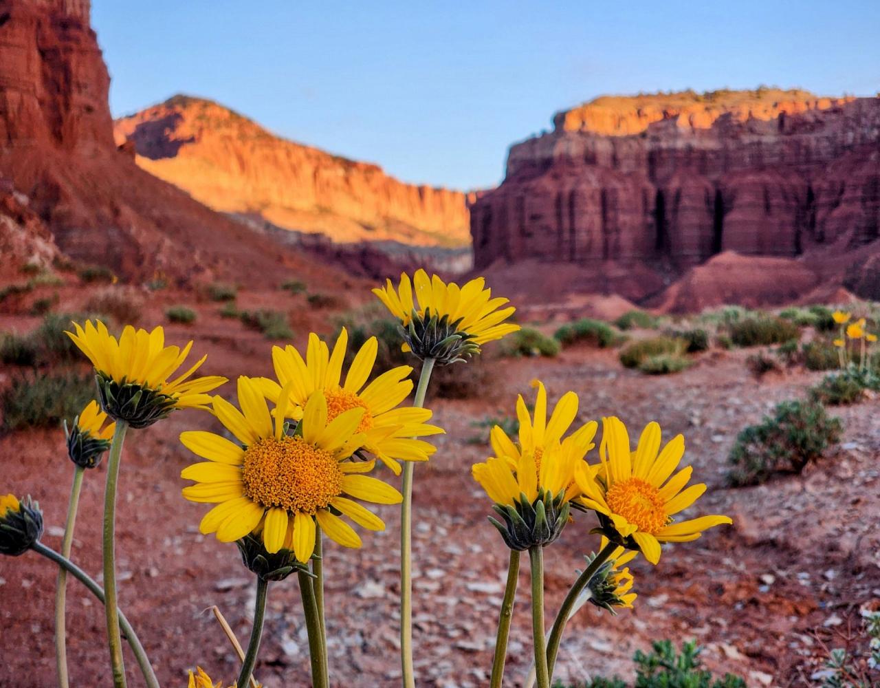 Birding the USA, Bird Watching North America, Western Birds, Naturalist Journeys, Wildlife Tour, Wildlife Photography, Ecotourism, Specialty Birds, Grand Canyon National Park, Zion National Park, Capitol Reef National Park, Bryce Canyon National Park