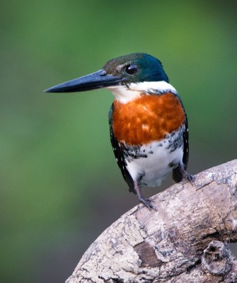 Green Kingfisher, Birding Mexico, Bird watching Mexico, Pacific Ocean, North American birds, Naturalist Journeys, Wildlife Tour, Wildlife Photography, Ecotourism, Specialty Birds, Endemic Birds, Birding Hotspot 