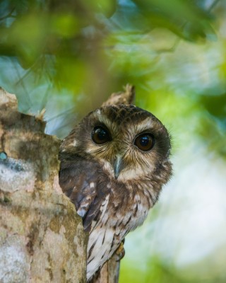 Bare-legged Screech Owl, Cuba, Cuba Nature Tour, Cuba Cultural Tour, Cuba Birding Tour, Naturalist Journeys