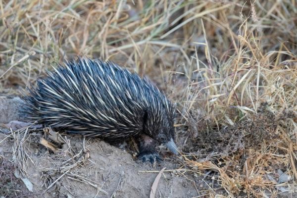 Echidna, Australia, Queensland, Australia Nature Tour, Queensland Nature Tour, Australia Birding Tour, Queensland Birding Tour, Naturalist Journeys