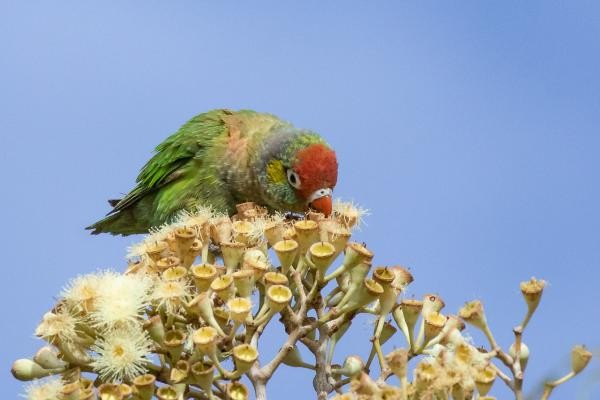 Varied Lorikeet, Australia, Queensland, Australia Nature Tour, Queensland Nature Tour, Australia Birding Tour, Queensland Birding Tour, Naturalist Journeys
