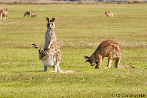 Eastern Gray Kangaroo, Australia, Queensland, Australia Nature Tour, Queensland Nature Tour, Australia Birding Tour, Queensland Birding Tour, Naturalist Journeys