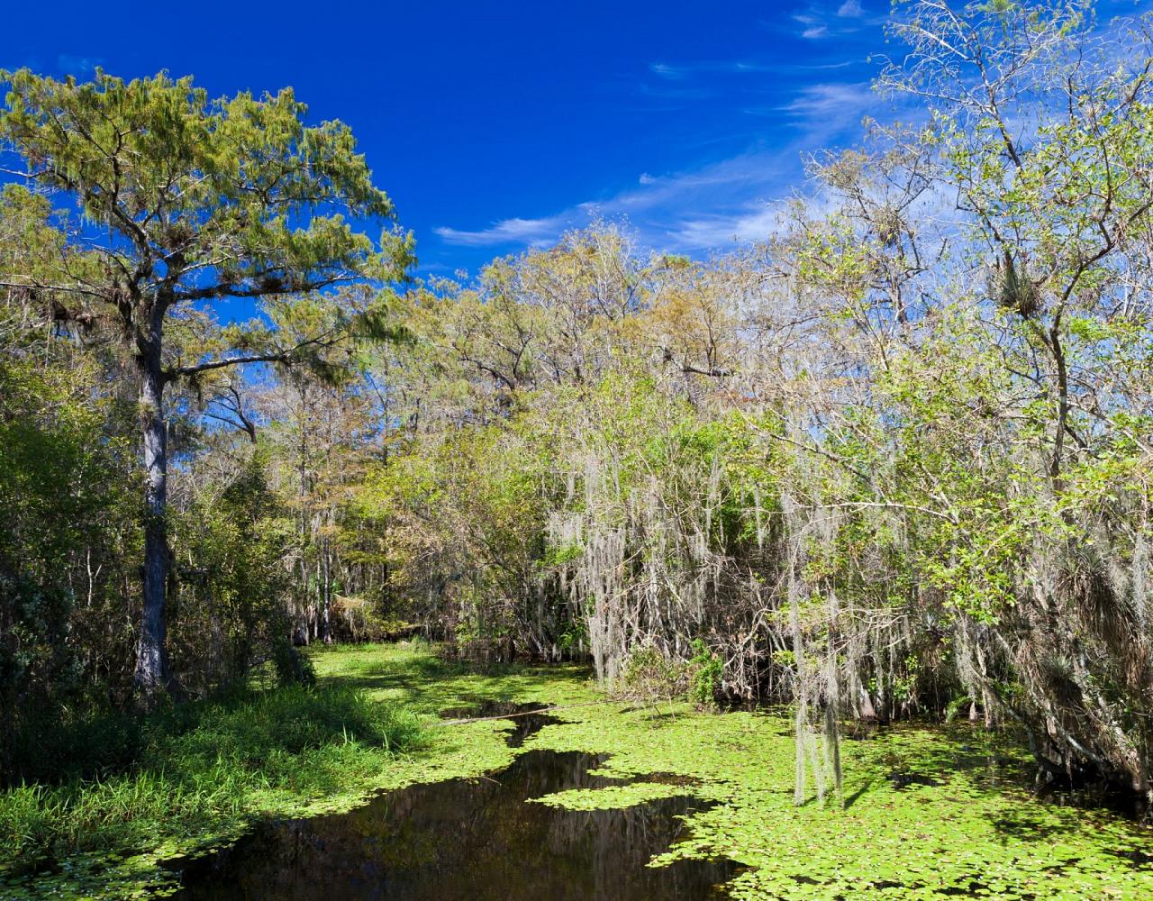 Birding Louisiana, Bird Watching New Orleans, Bayou, Birding North America, Naturalist Journeys, Wildlife Tour, Wildlife Photography, Ecotourism, Specialty Birds, Endemic Birds, Birding Hotspot 