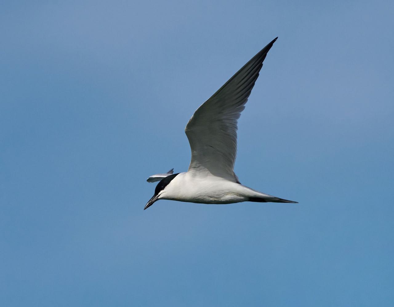 Birding Louisiana, Bird Watching New Orleans, Bayou, Birding North America, Naturalist Journeys, Wildlife Tour, Wildlife Photography, Ecotourism, Specialty Birds, Endemic Birds, Birding Hotspot 