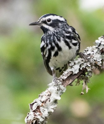 Birding Texas Hill Country, Bird watching, Texas, Hill Country, Naturalist Journeys, Wildlife Tour, Wildlife Photography, Ecotourism, Specialty Birds, Birding Hotspot
