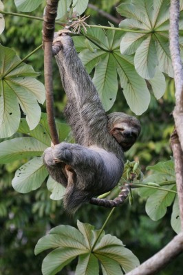 Three-toed Sloth, Panama, Panama Nature Tour, Panama Birding Tour, Naturalist Journeys