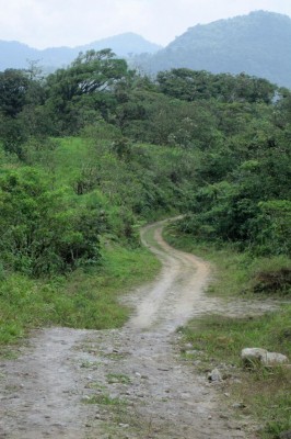 Birding Panama, Panama, Panama Nature Tour, Panama Birding Tour, Naturalist Journeys