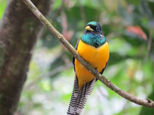 Black-thoated Trogon, Panama, Panama Nature Tour, Panama Birding Tour, Naturalist Journeys