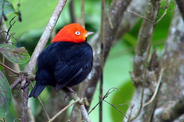 Red-capped Manakin, Panama, Panama Nature Tour, Panama Birding Tour, Naturalist Journeys