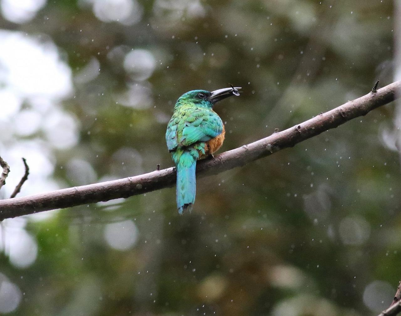 Great Jacamar, Panama, Panama Nature Tour, Panama Birding Tour, Naturalist Journeys