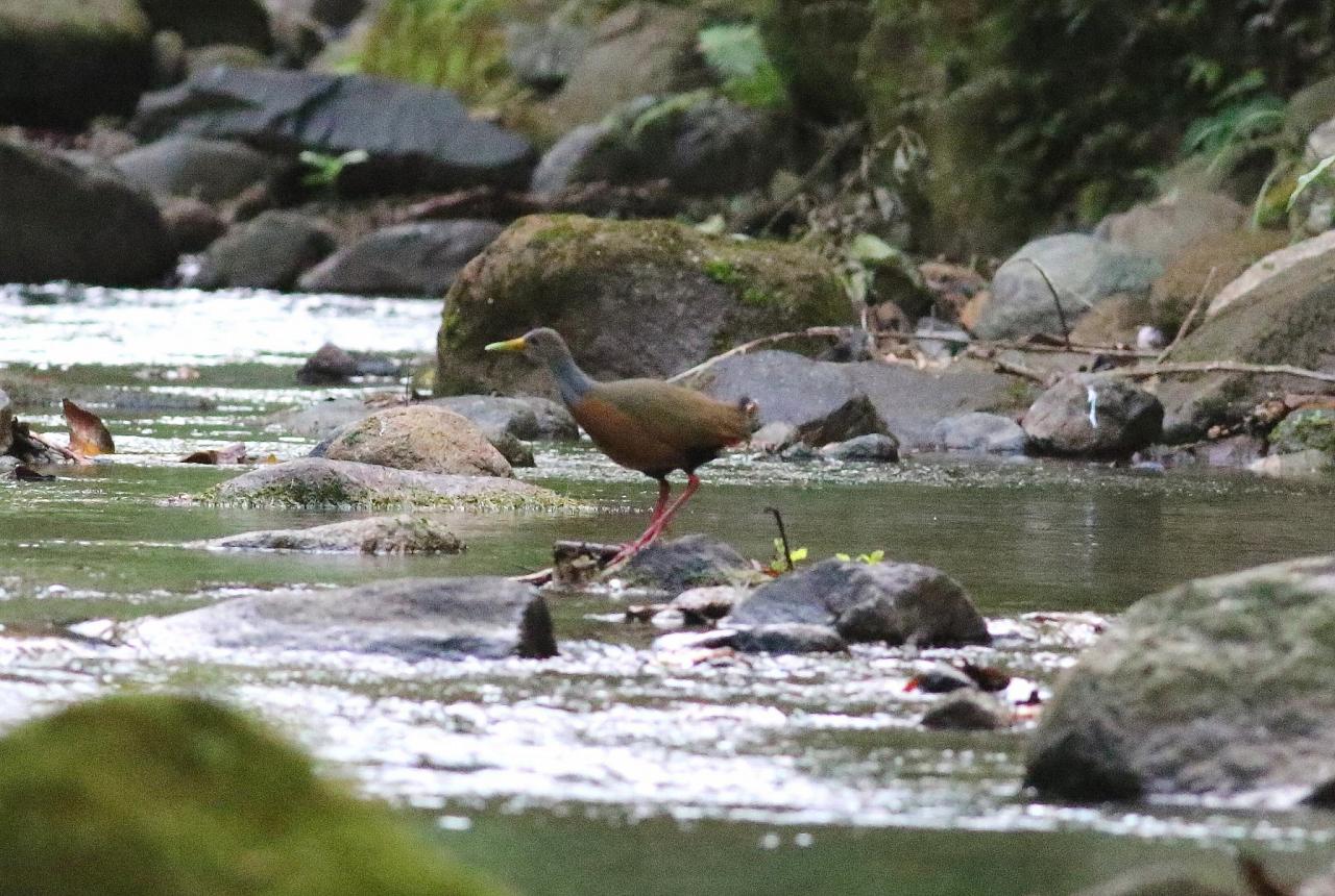 Gray-cowled Woodrail, Panama, Panama Nature Tour, Panama Birding Tour, Naturalist Journeys