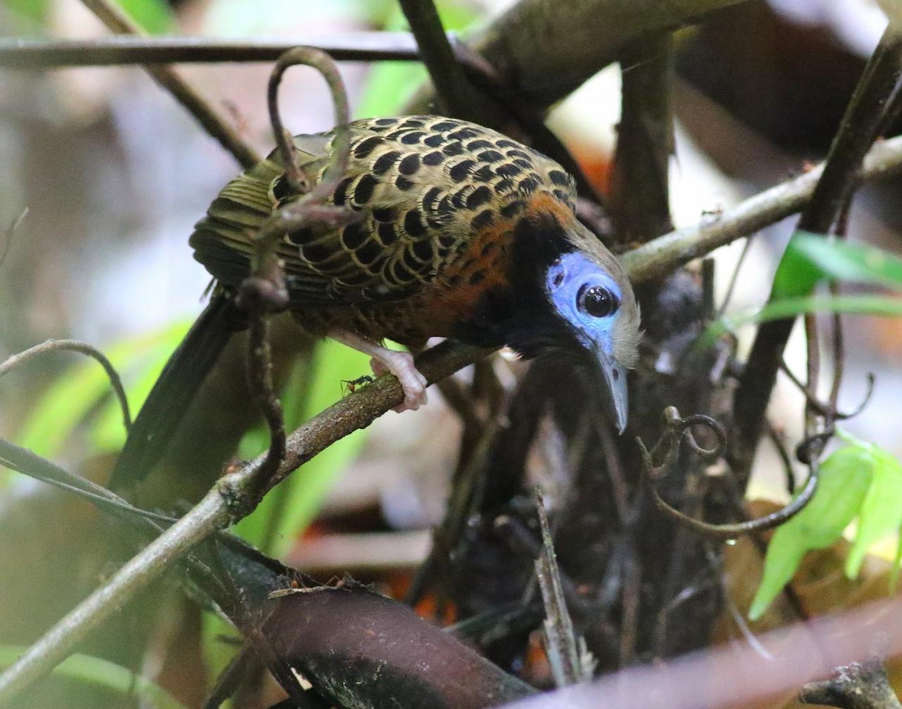 Ocellated Antbird, Panama, Panama Nature Tour, Panama Birding Tour, Naturalist Journeys