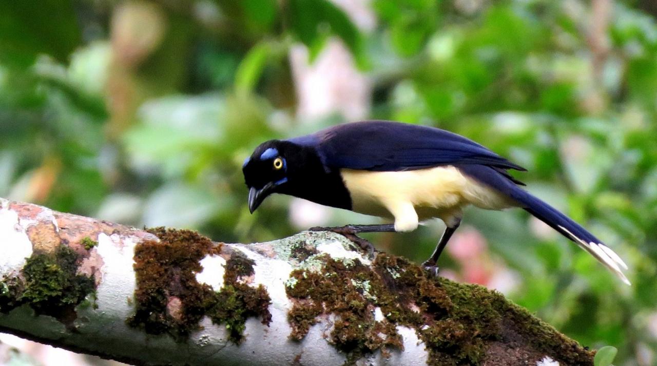 Black-chested Jay, Panama, Panama Nature Tour, Panama Birding Tour, Naturalist Journeys