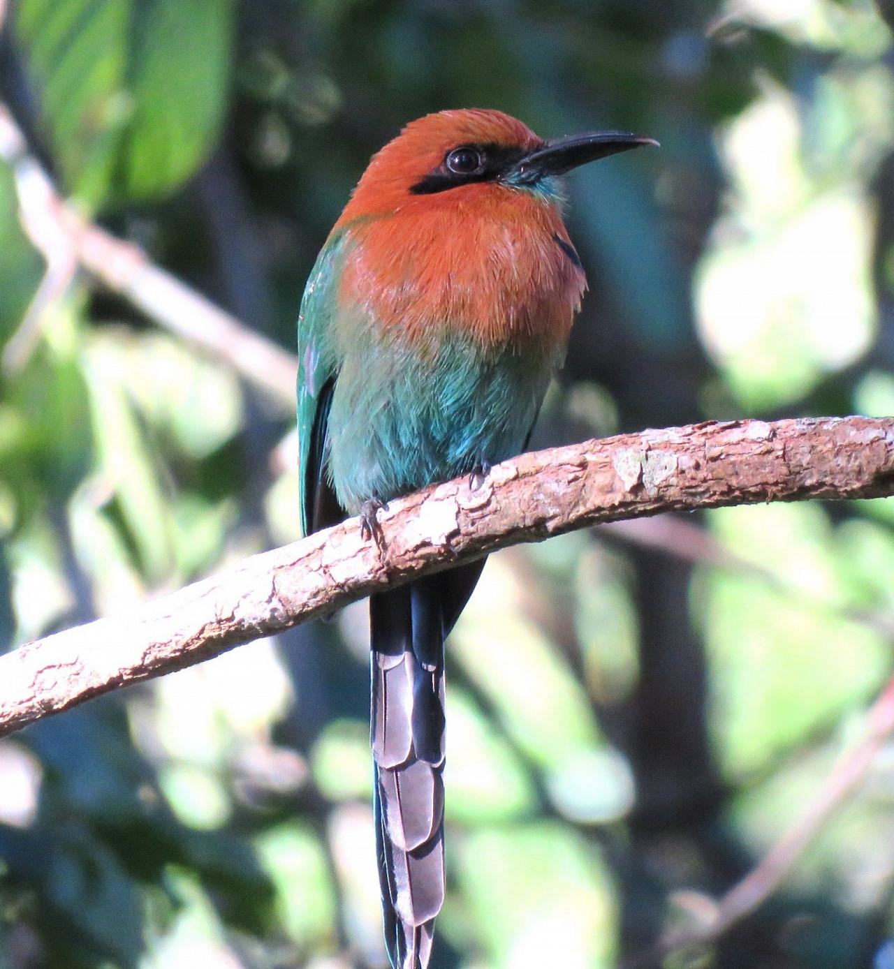 Broad-billed Motmot, Panama, Panama Nature Tour, Panama Birding Tour, Naturalist Journeys