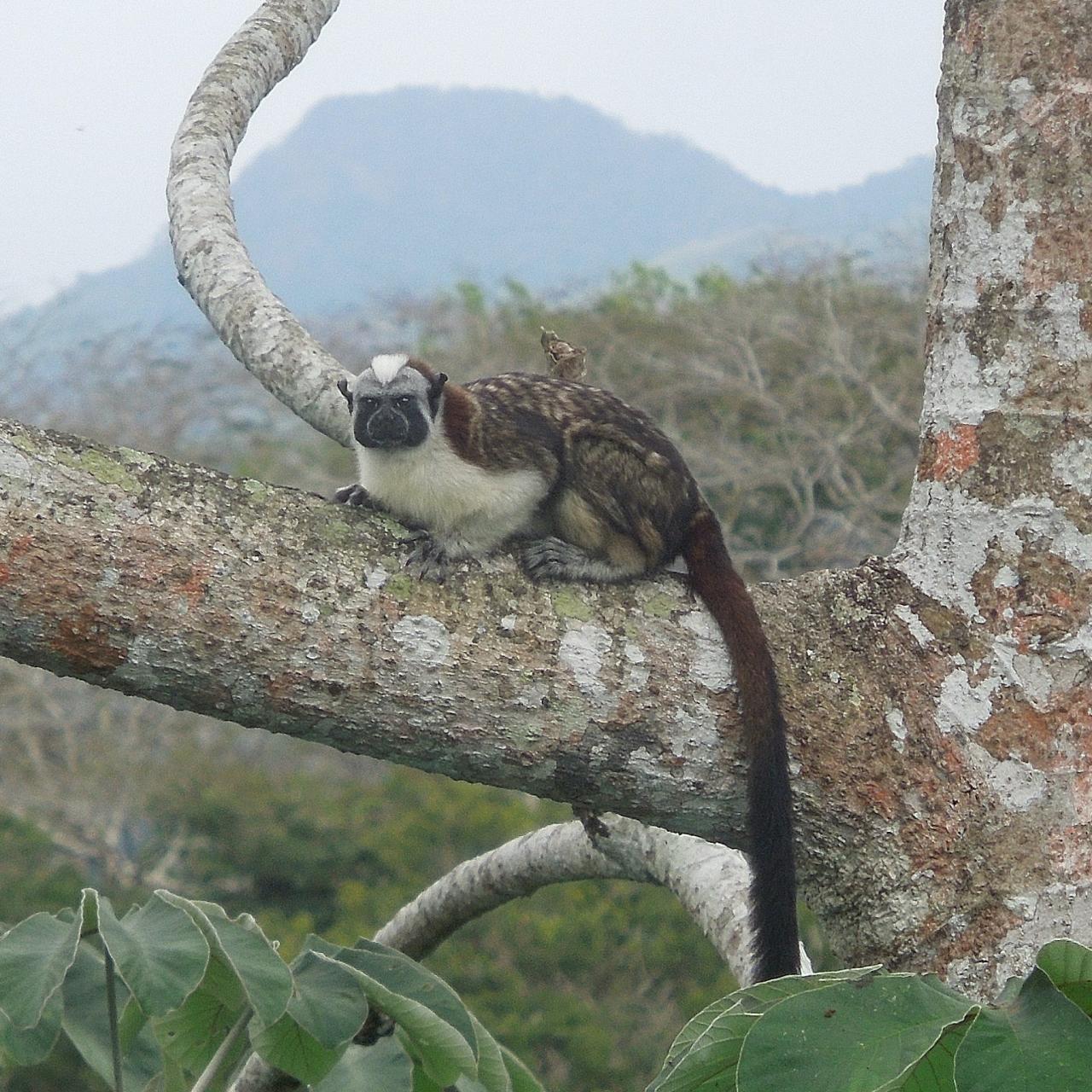 Geoffroy's Tamarin, Panama, Panama Nature Tour, Panama Birding Tour, Naturalist Journeys