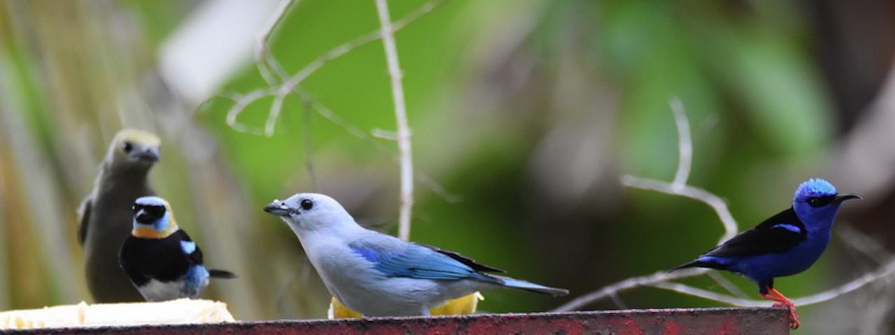 Panama, Panama Nature Tour, Panama Birding Tour, Naturalist Journeys