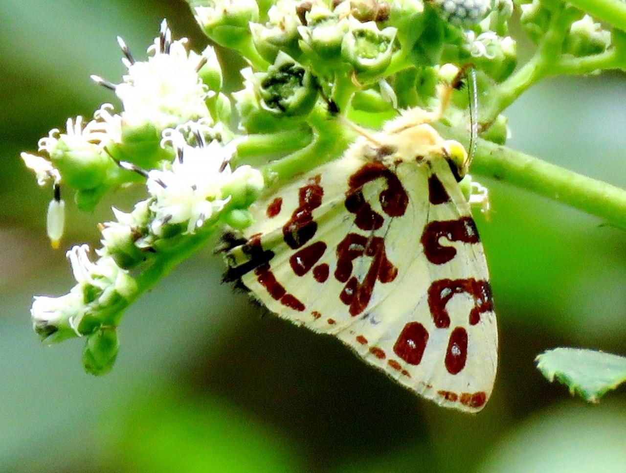 Giant Anteros, Panama, Panama Nature Tour, Panama Birding Tour, Naturalist Journeys