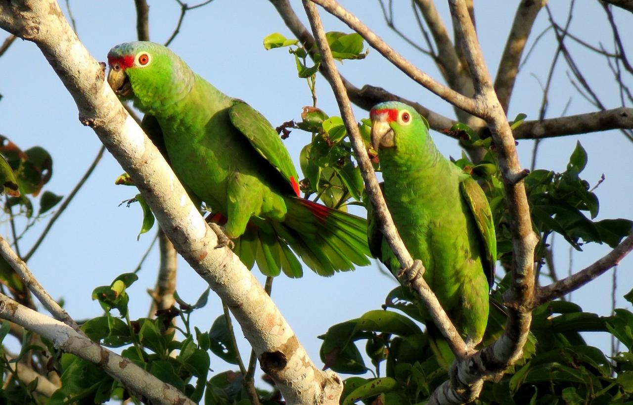 Red-lored Parrots, Panama, Panama Nature Tour, Panama Birding Tour, Naturalist Journeys