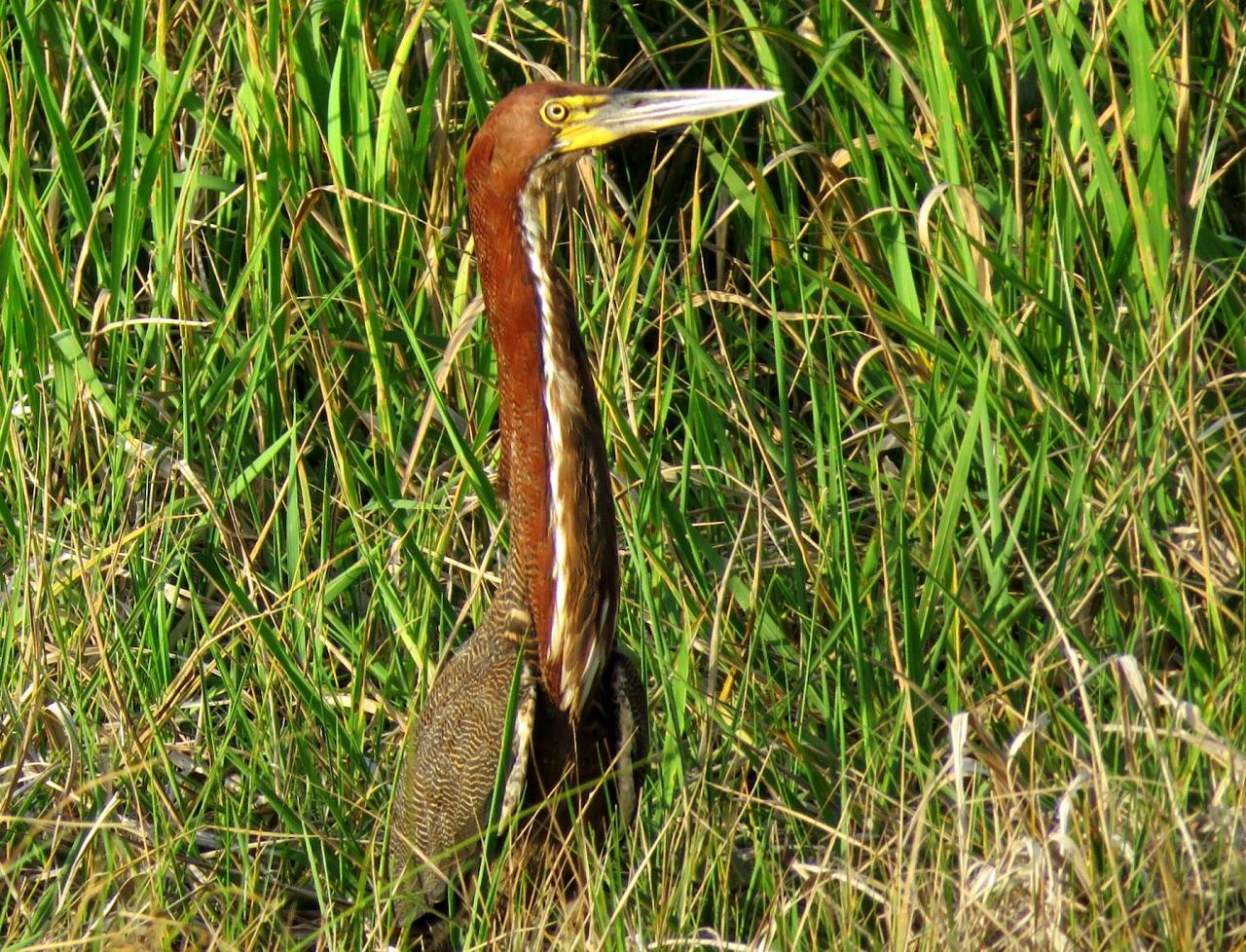 Rufescent Tiger-Heron, Panama, Panama Nature Tour, Panama Birding Tour, Naturalist Journeys