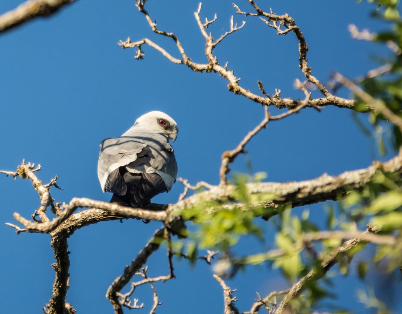 Birding Mexico, Bird watching Mexico, Mexico Nature Tour, Naturalist Journeys, Wildlife Tour, Wildlife Photography, Ecotourism, Specialty Birds, Birding Hotspot