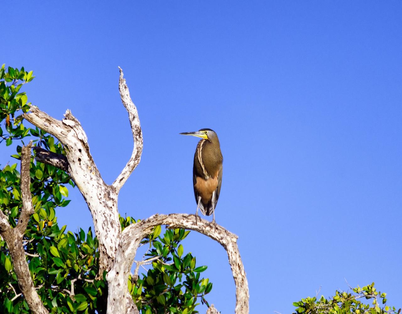 Birding Mexico, Bird watching Mexico, Mexico Nature Tour, Naturalist Journeys, Wildlife Tour, Wildlife Photography, Ecotourism, Specialty Birds, Birding Hotspot