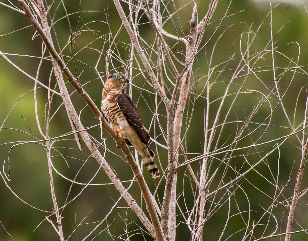 Birding Mexico, Bird watching Mexico, Mexico Nature Tour, Naturalist Journeys, Wildlife Tour, Wildlife Photography, Ecotourism, Specialty Birds, Birding Hotspot