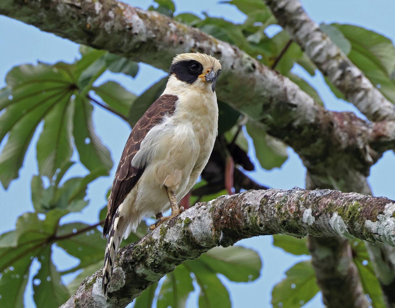 Birding Mexico, Bird watching Yucatán Peninsula, Mexico Nature Tour, Naturalist Journeys, Wildlife Tour, Wildlife Photography, Ecotourism, Specialty Birds, Birding Hotspot