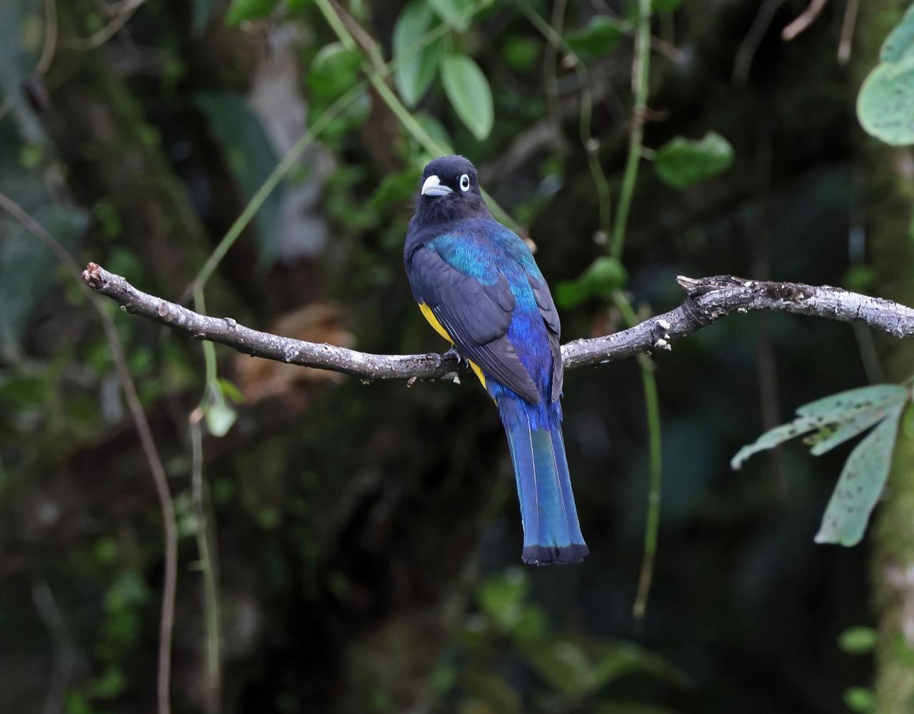 Birding Mexico, Bird watching Mexico, Mexico Nature Tour, Naturalist Journeys, Wildlife Tour, Wildlife Photography, Ecotourism, Specialty Birds, Birding Hotspot