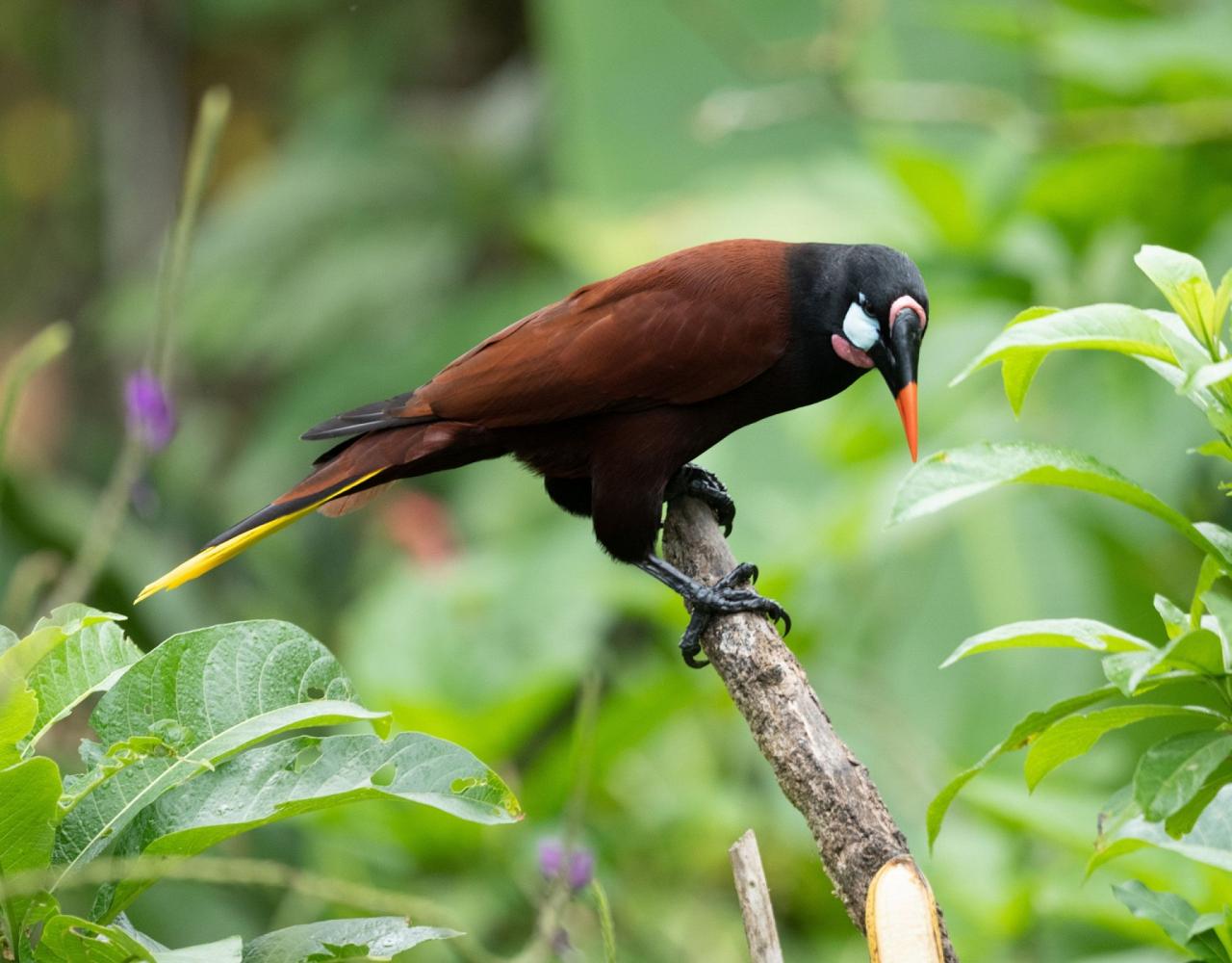 Birding Mexico, Bird watching Mexico, Mexico Nature Tour, Naturalist Journeys, Wildlife Tour, Wildlife Photography, Ecotourism, Specialty Birds, Birding Hotspot