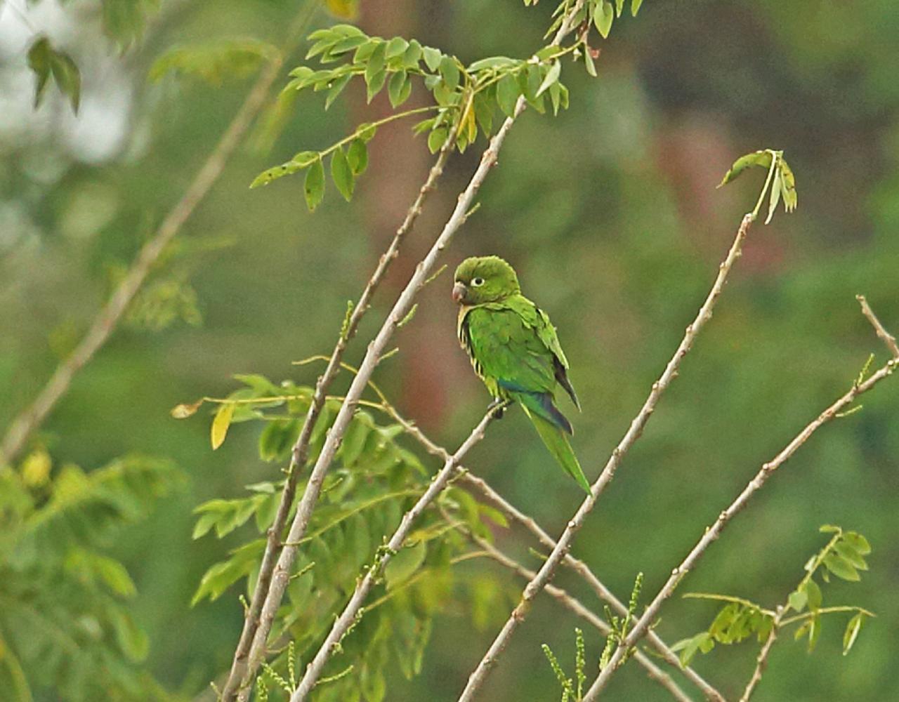 Birding Mexico, Bird watching Mexico, Mexico Nature Tour, Naturalist Journeys, Wildlife Tour, Wildlife Photography, Ecotourism, Specialty Birds, Birding Hotspot