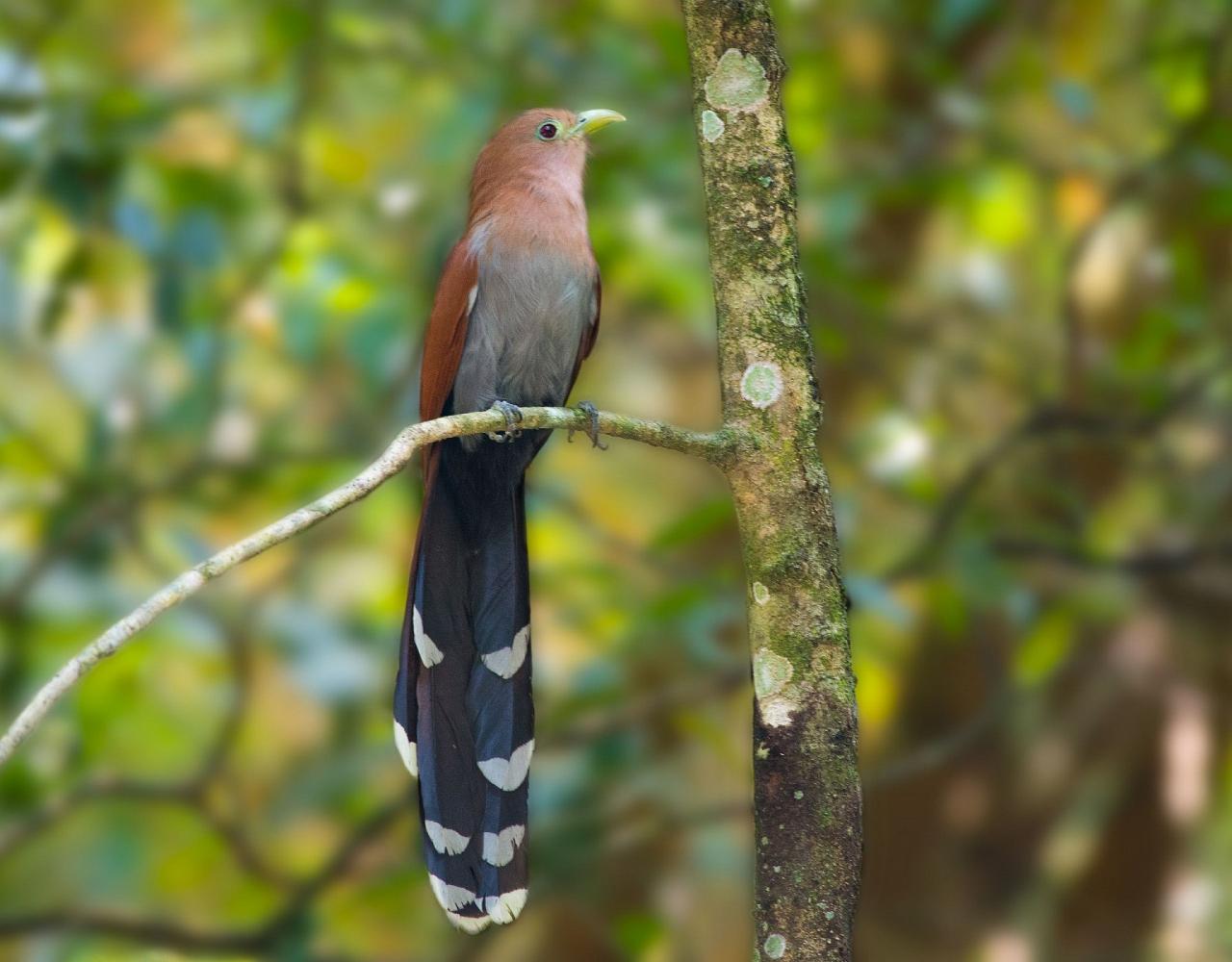 Birding Mexico, Bird watching Mexico, Mexico Nature Tour, Naturalist Journeys, Wildlife Tour, Wildlife Photography, Ecotourism, Specialty Birds, Birding Hotspot