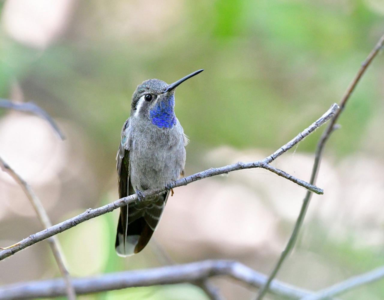 Birding Mexico, Bird watching Yucatán Peninsula, Mexico Nature Tour, Naturalist Journeys, Wildlife Tour, Wildlife Photography, Ecotourism, Specialty Birds, Birding Hotspot