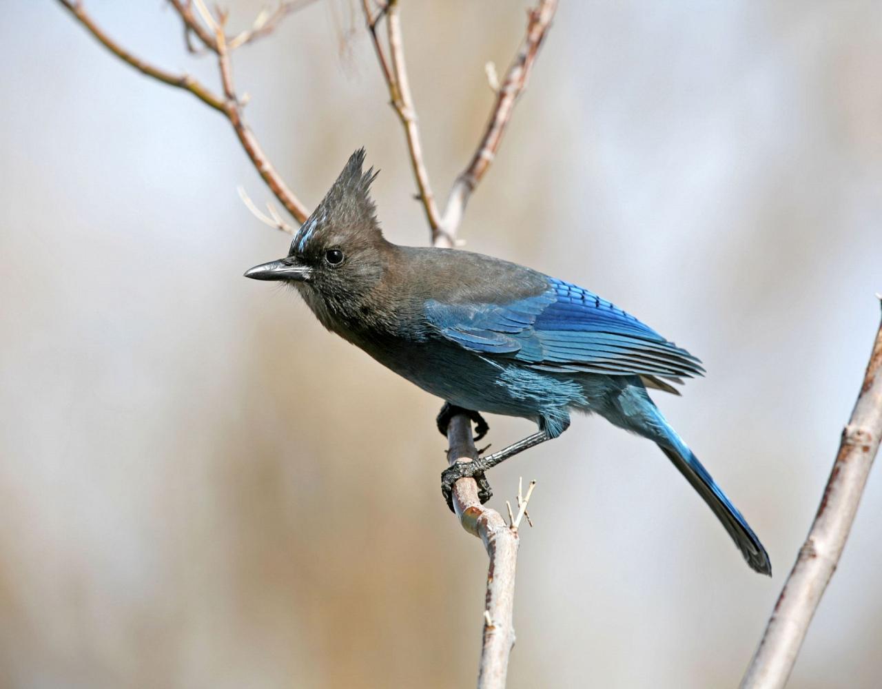 Birding Mexico, Bird watching Mexico, Mexico Nature Tour, Naturalist Journeys, Wildlife Tour, Wildlife Photography, Ecotourism, Specialty Birds, Birding Hotspot