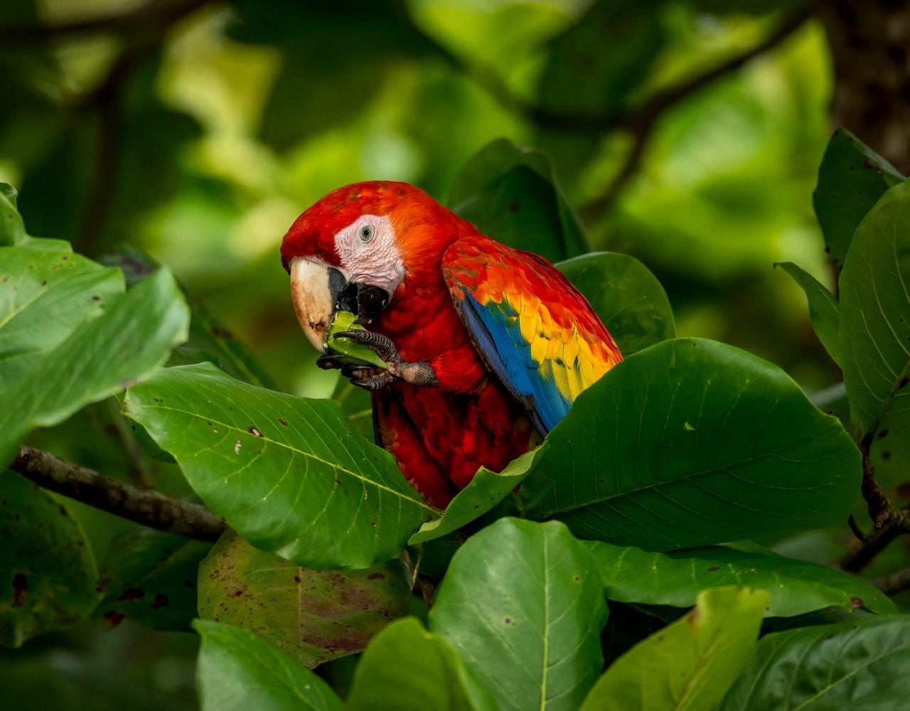 Birding Mexico, Bird watching Mexico, Mexico Nature Tour, Naturalist Journeys, Wildlife Tour, Wildlife Photography, Ecotourism, Specialty Birds, Birding Hotspot