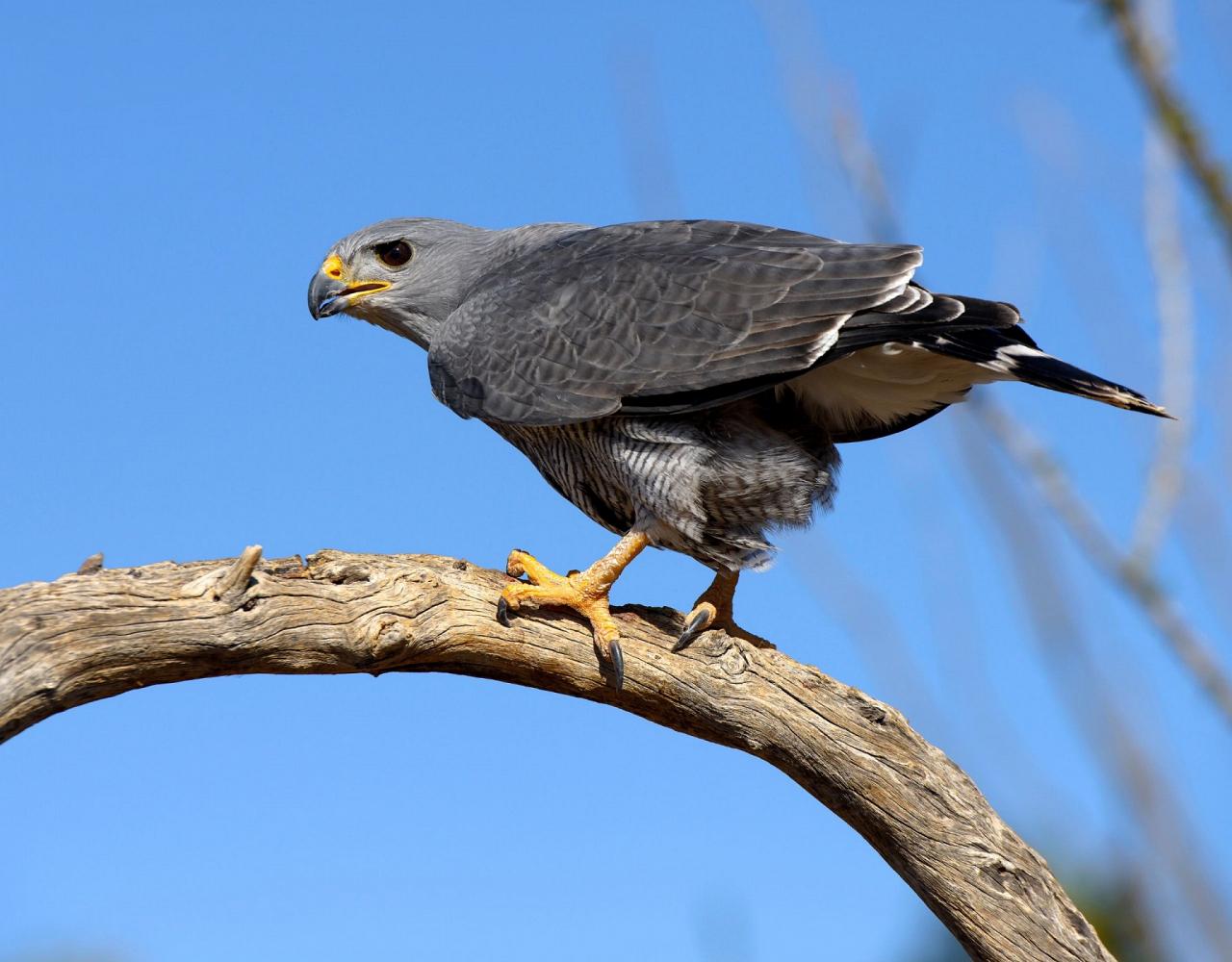 Birding Mexico, Bird watching Mexico, Mexico Nature Tour, Naturalist Journeys, Wildlife Tour, Wildlife Photography, Ecotourism, Specialty Birds, Birding Hotspot