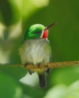 Birding Puerto Rico, Bird Watching North America, Tropical Birds, Naturalist Journeys, Wildlife Tour, Wildlife Photography, Ecotourism, Specialty Birds, endemic birds