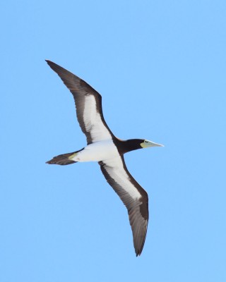 Birding Puerto Rico, Bird Watching North America, Tropical Birds, Naturalist Journeys, Wildlife Tour, Wildlife Photography, Ecotourism, Specialty Birds, endemic birds