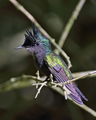 Birding Puerto Rico, Bird Watching North America, Tropical Birds, Naturalist Journeys, Wildlife Tour, Wildlife Photography, Ecotourism, Specialty Birds, endemic birds