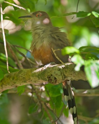Birding Puerto Rico, Bird Watching North America, Tropical Birds, Naturalist Journeys, Wildlife Tour, Wildlife Photography, Ecotourism, Specialty Birds, endemic birds