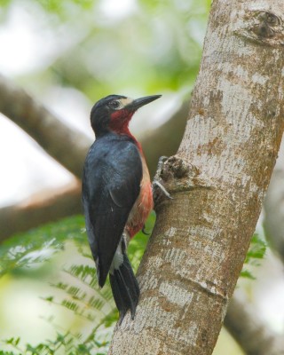 Birding Puerto Rico, Bird Watching North America, Tropical Birds, Naturalist Journeys, Wildlife Tour, Wildlife Photography, Ecotourism, Specialty Birds, endemic birds