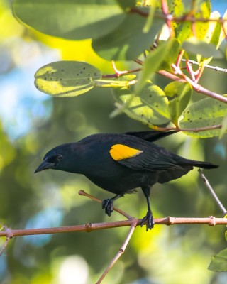 Birding Puerto Rico, Bird Watching North America, Tropical Birds, Naturalist Journeys, Wildlife Tour, Wildlife Photography, Ecotourism, Specialty Birds, endemic birds