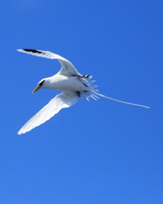 Birding Puerto Rico, Bird Watching North America, Tropical Birds, Naturalist Journeys, Wildlife Tour, Wildlife Photography, Ecotourism, Specialty Birds, endemic birds