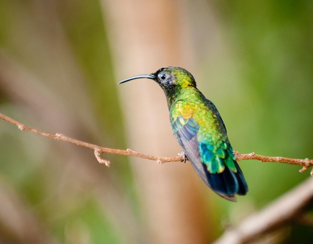 Birding Puerto Rico, Bird Watching North America, Tropical Birds, Naturalist Journeys, Wildlife Tour, Wildlife Photography, Ecotourism, Specialty Birds, endemic birds