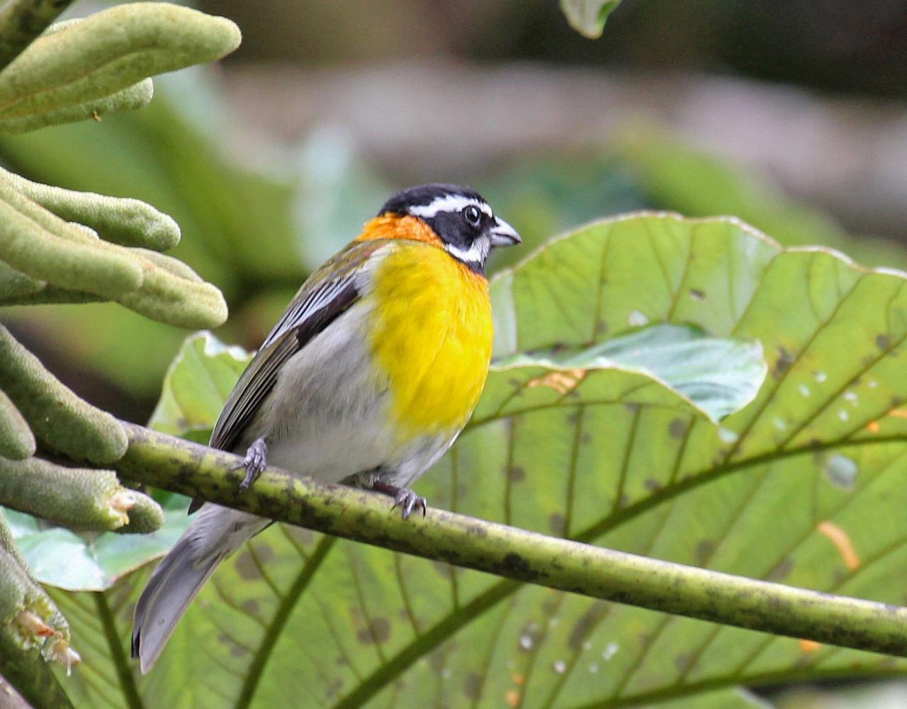 Birding Puerto Rico, Bird Watching North America, Tropical Birds, Naturalist Journeys, Wildlife Tour, Wildlife Photography, Ecotourism, Specialty Birds, endemic birds