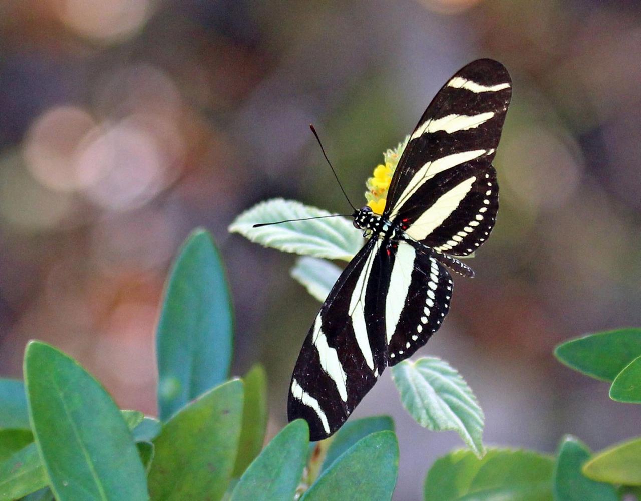 Birding Puerto Rico, Bird Watching North America, Tropical Birds, Naturalist Journeys, Wildlife Tour, Wildlife Photography, Ecotourism, Specialty Birds, endemic birds