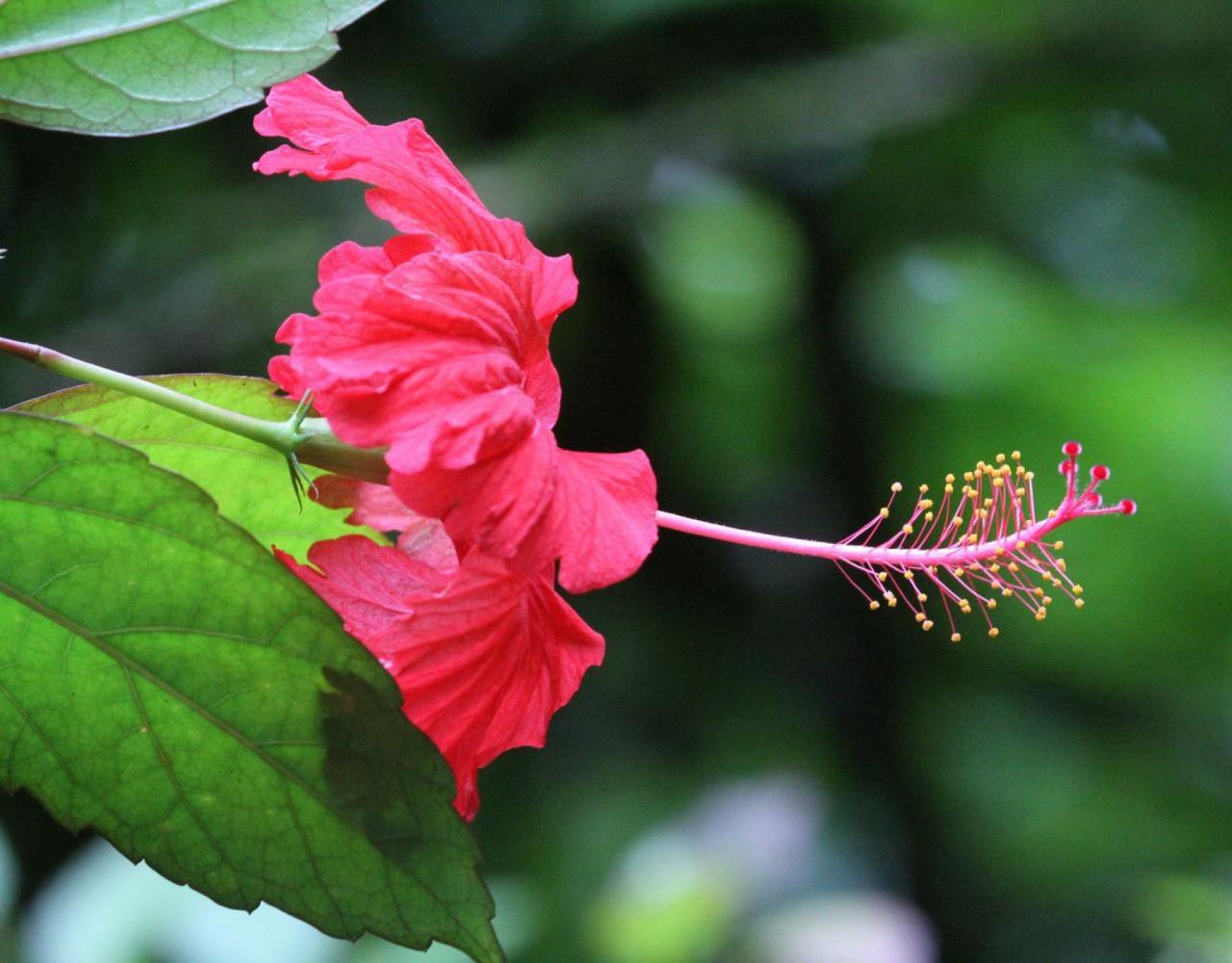 Birding Puerto Rico, Bird Watching North America, Tropical Birds, Naturalist Journeys, Wildlife Tour, Wildlife Photography, Ecotourism, Specialty Birds, endemic birds