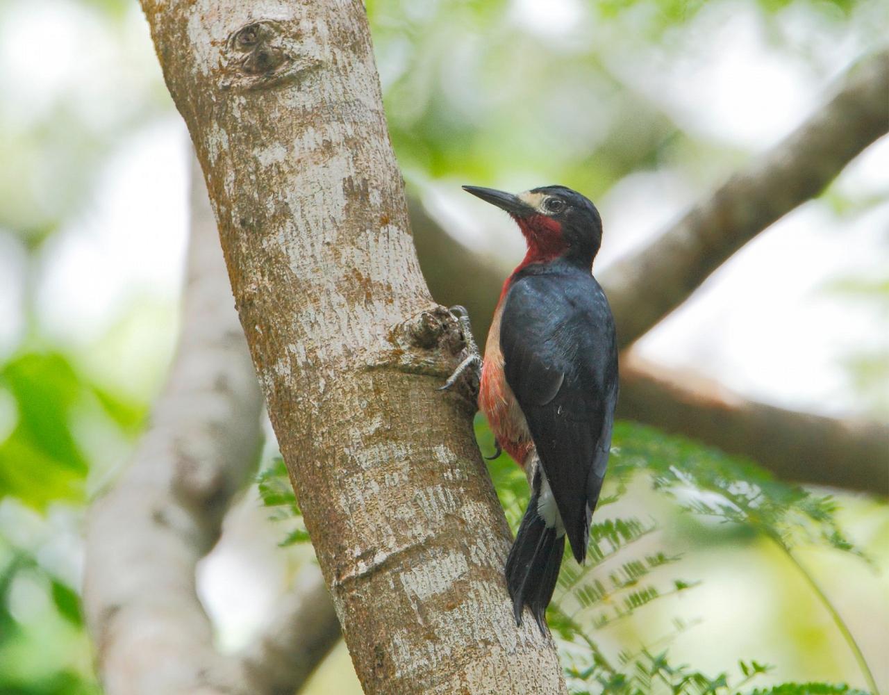 Birding Puerto Rico, Bird Watching North America, Tropical Birds, Naturalist Journeys, Wildlife Tour, Wildlife Photography, Ecotourism, Specialty Birds, endemic birds