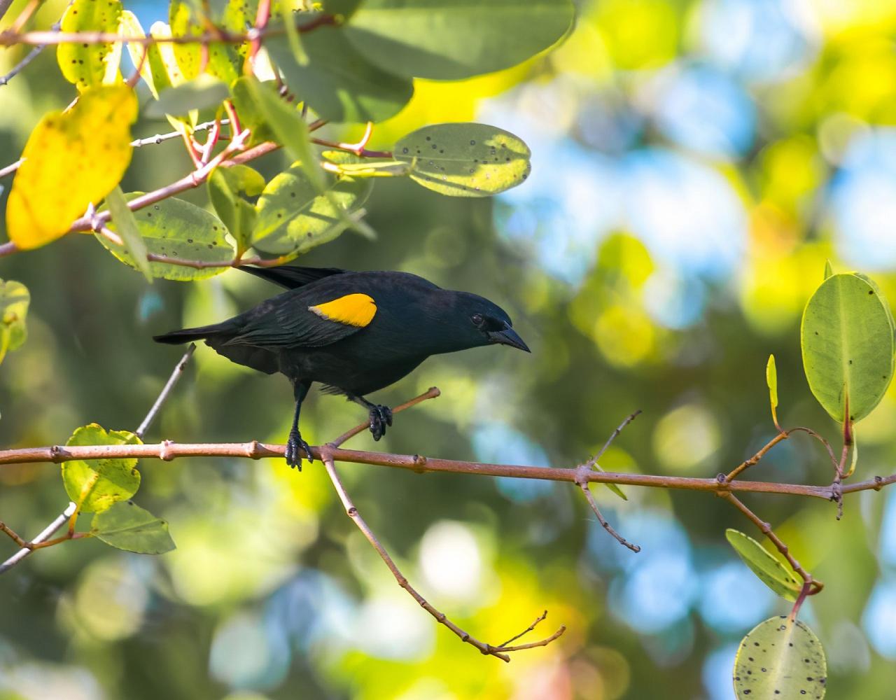 Birding Puerto Rico, Bird Watching North America, Tropical Birds, Naturalist Journeys, Wildlife Tour, Wildlife Photography, Ecotourism, Specialty Birds, endemic birds