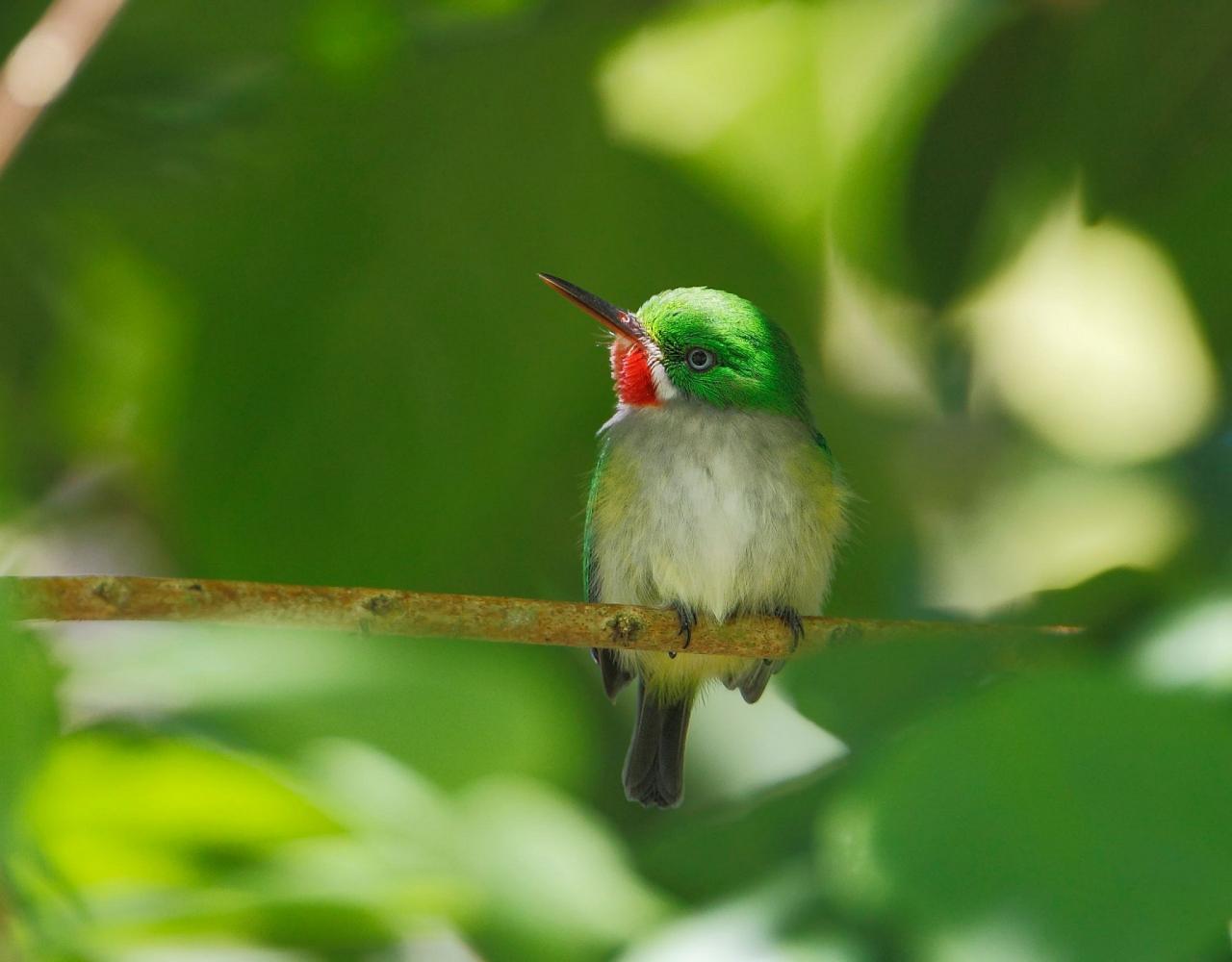 Birding Puerto Rico, Bird Watching North America, Tropical Birds, Naturalist Journeys, Wildlife Tour, Wildlife Photography, Ecotourism, Specialty Birds, endemic birds