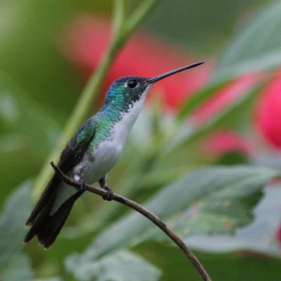 Andean Emerald, Colombia, Colombia Birding, Andes Birding, Colombia Birding Tour, Andes Birding Tour, Cali Birding Tour, Naturalist Journeys